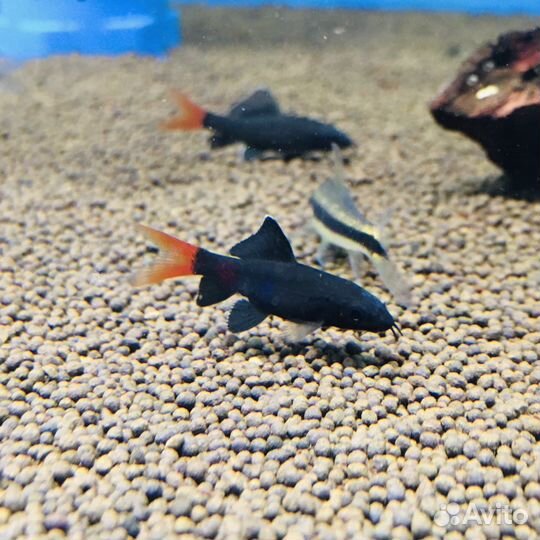 Рыбки аквариумные - шикарный выбор