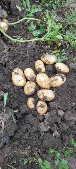 Дача 18,4 м² на участке 9,9 сот.