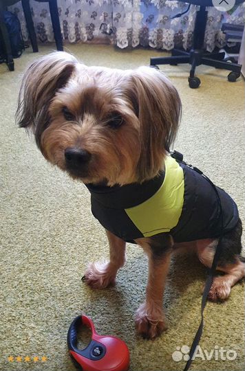 Жилетка для маленьких собак