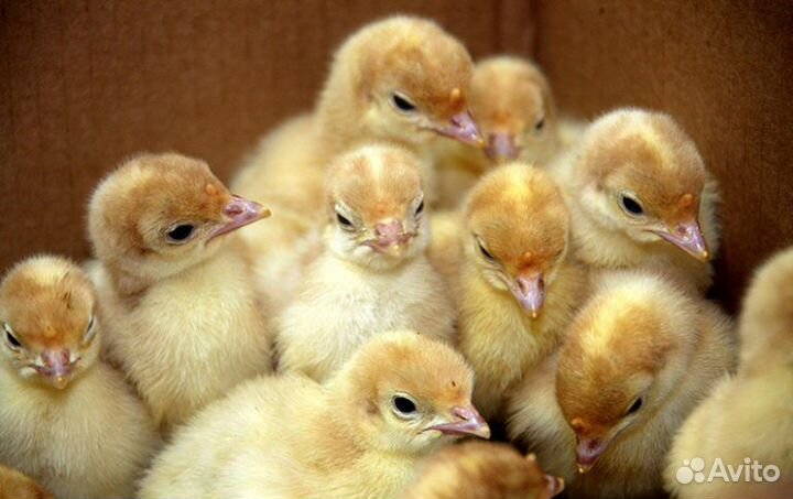 Цыплята Индюшата на майские