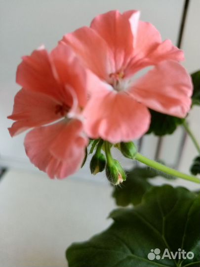 Пеларгония (герань)