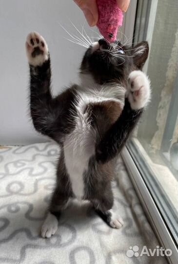 Симпатюля Луша в добрые руки