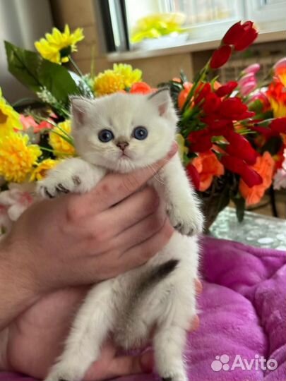 Британская золотая шиншилла