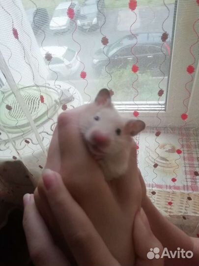 Сирийский хомяк мальчик