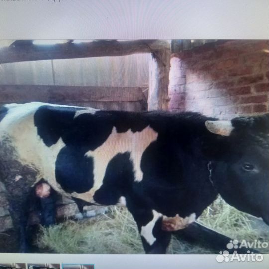 Продам бычков