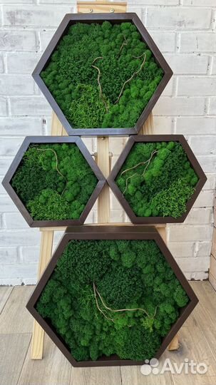 Соты из стабилизированного мха