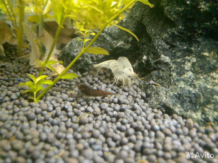 Креветки черные (28.06.23 - есть свободные)