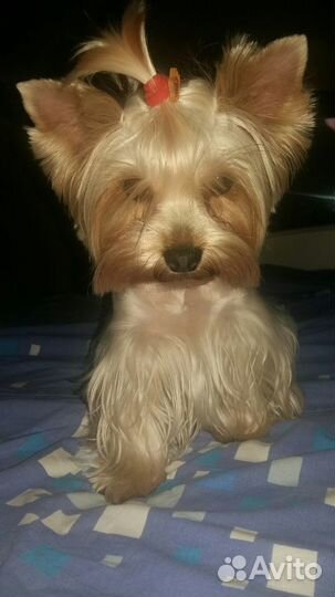 Стрижка собак