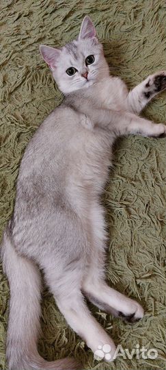 Британские шиншиллы