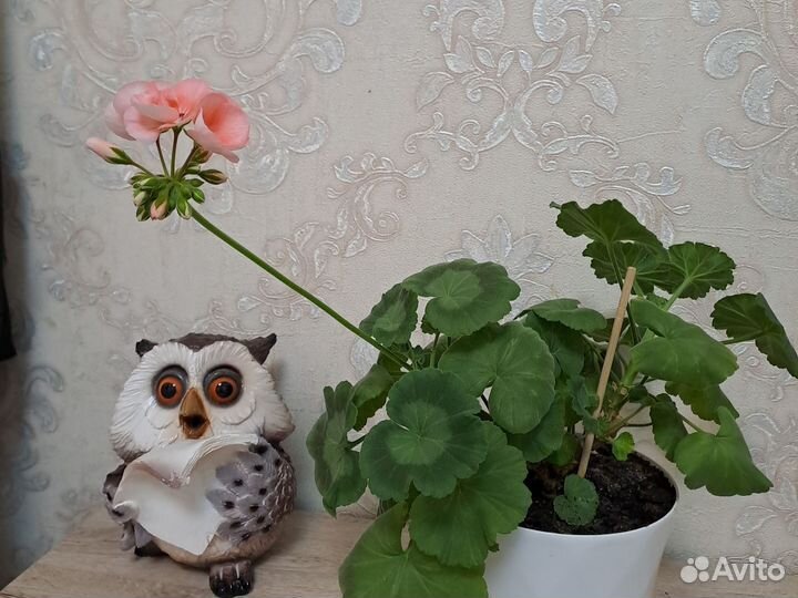 Комнатные растения цветы большие