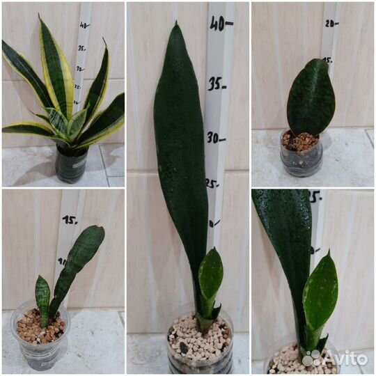 Сансевиеря сортовая в ассортименте