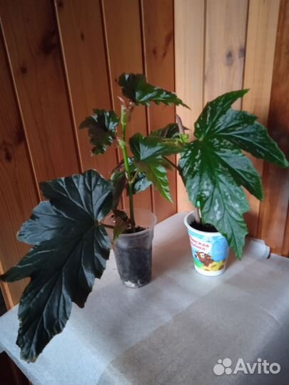 Комнатные цветы. Бегонии