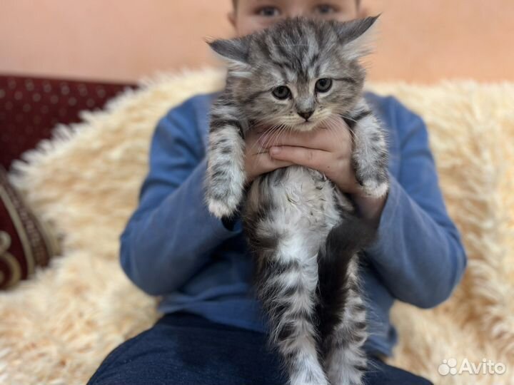Шотландские котята