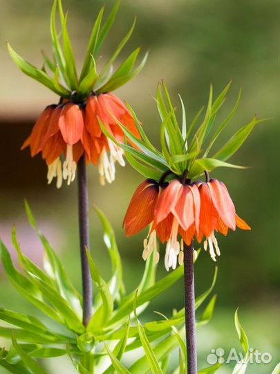 Фритиллярия 