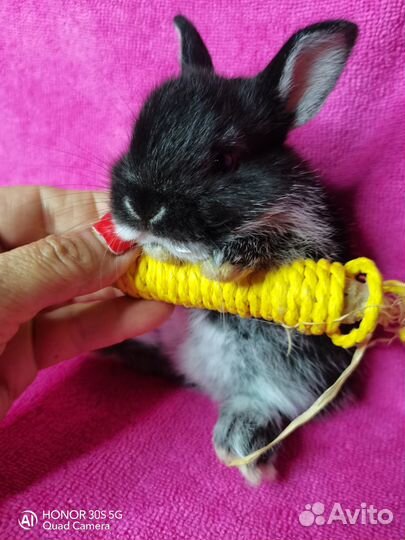 Карликовые кролики