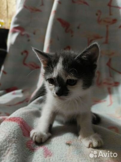 Вислоухие котята и прямоухие