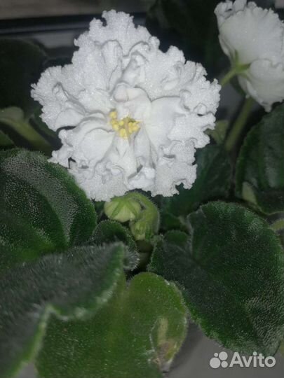 Детки сортовых фиалок