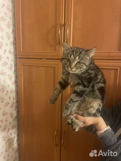 Кошка в дар