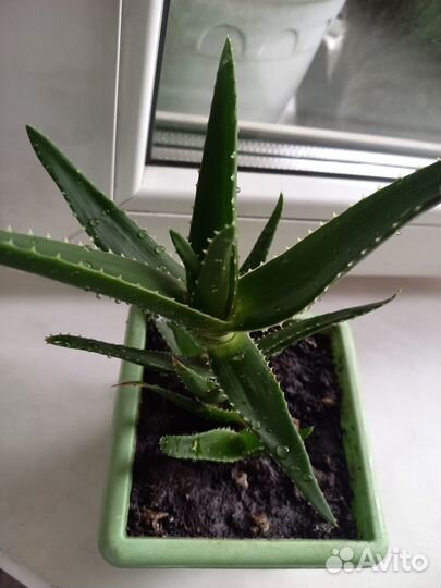 Алоэ комнатные растения