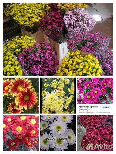 Хризантема с цветами и бутонами