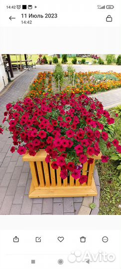 Петуния сортовая