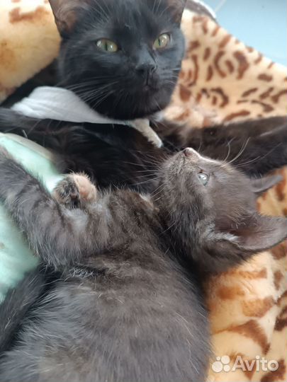 Кошка в дар