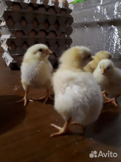 Цыплята бройлеры от 2 сут, подрост