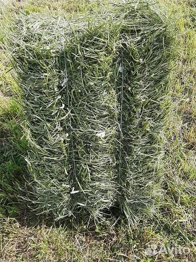 Сено посевное, пятитравье