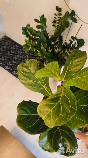 Фикус лирата большой