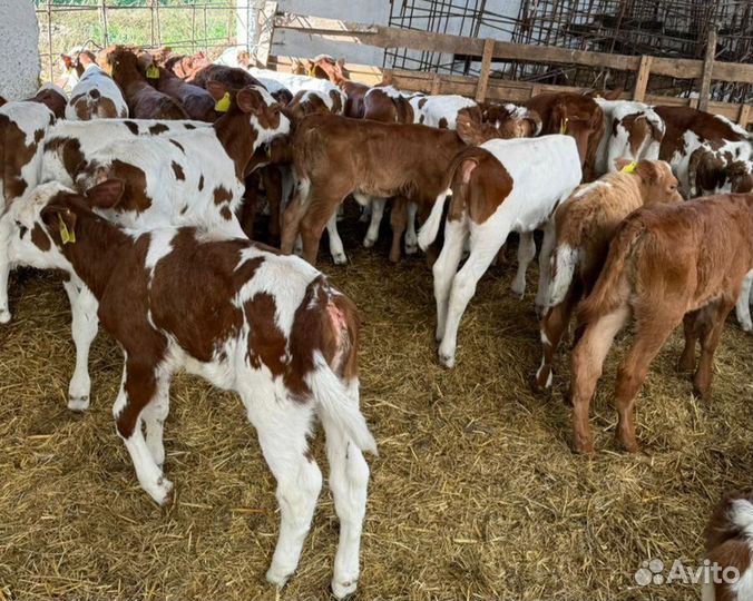 О Телята бычки и тёлочки