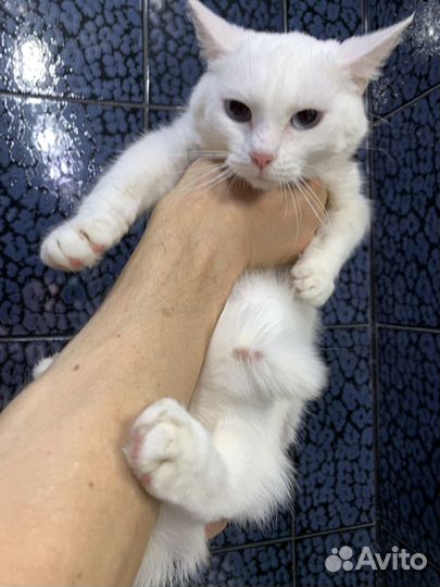 Голубоглазка