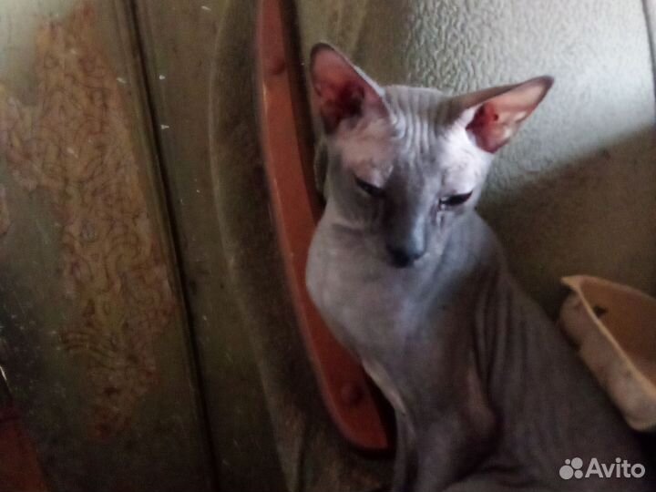 Канадский сфинкс кот