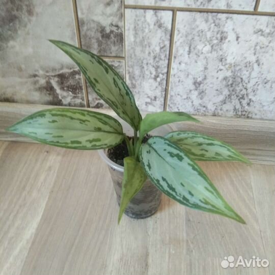 Аглаонема Сильвер Квин