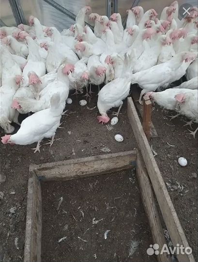 Куры несушки с доставкой на дом