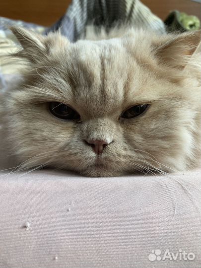 Персидская