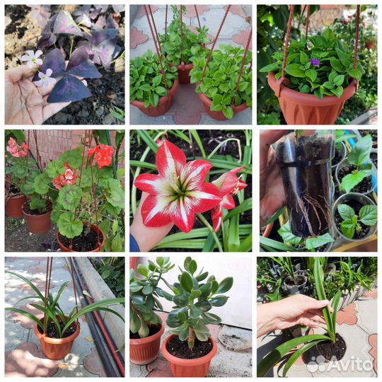 Обновлено Комнатные растения