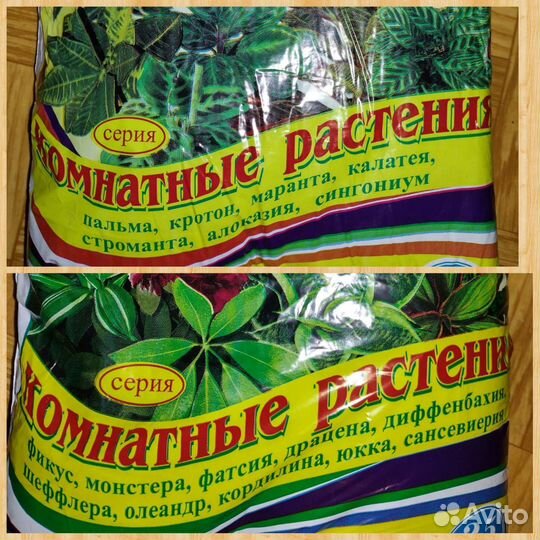 Филодендрон Зелёная Карамель Плуто