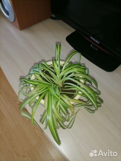 Хлорофитум