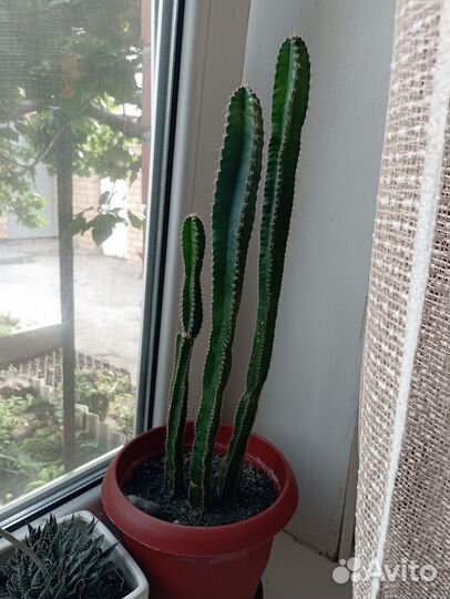 Кактусы и суккуленты