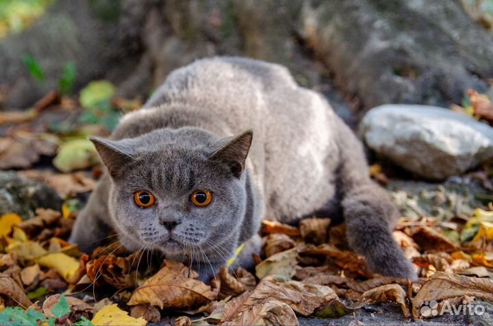 Отдам кошку в добрые руки