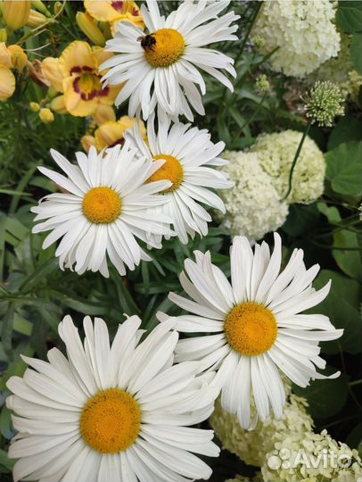 Гортензия, мак, сумах, ромашки и др