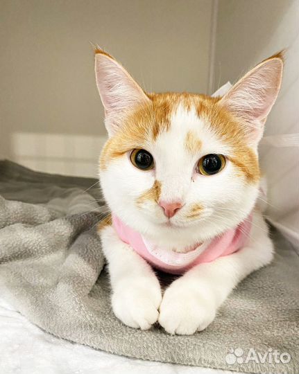 Эндоскопическая стерилизация животных