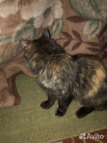 Кошка-крысолов