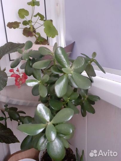 Фикус бенджамина