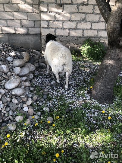 Козы бараны