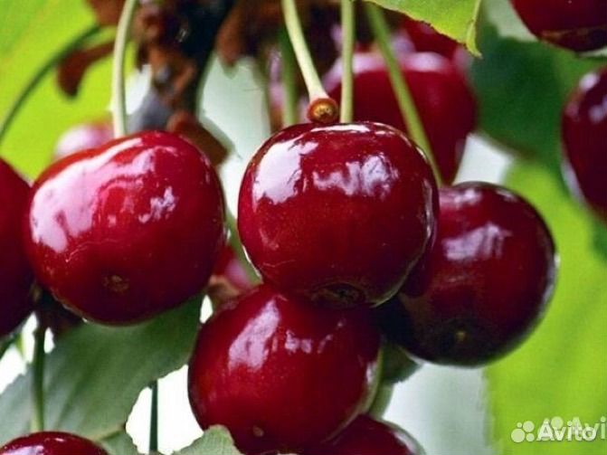 Малина, яблоня, саженцы