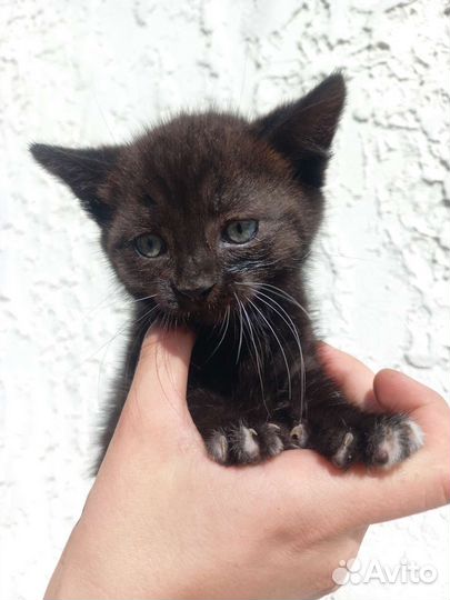 Котята в добрые руки 2мес