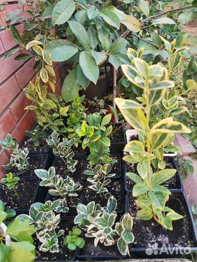 Бересклет японский