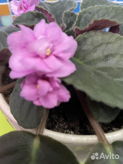 Фиалки цветущие в горшке