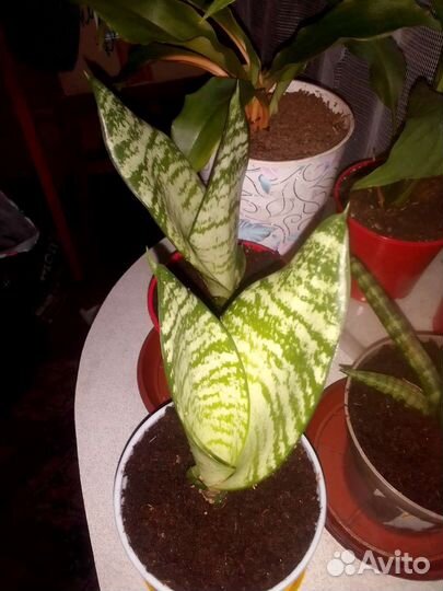 Сансевиерия голден ханни